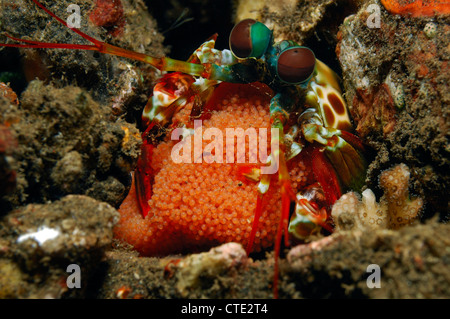 Canocchia con Brook di uova, Odontodactylus scyllarus, Bali, Seraya, Indonesia Foto Stock