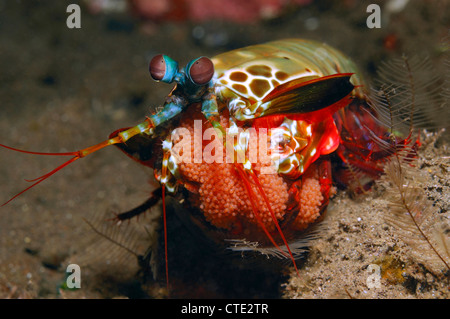 Canocchia con Brook di uova, Odontodactylus scyllarus, Bali, Seraya, Indonesia Foto Stock