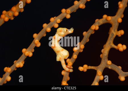 Denise cavalluccio marino pigmeo, Hippocampus denise, Bali, Tulamben, Indonesia Foto Stock