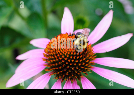 Bumble Bee impollinatori un cono viola fiore. Foto Stock