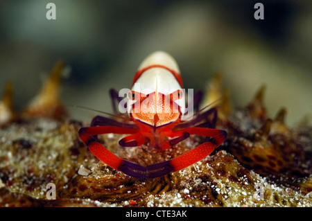 Imperial gamberetti commensali, Periclimenes imperator, Flores, Indonesia Foto Stock