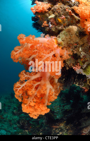 Soft Coral Reef, Dendronephthya sp., Cannibal Rock, Rinca, Indonesia Foto Stock