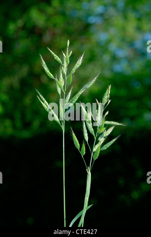 SOFT-BROME Bromus hordaceus Foto Stock