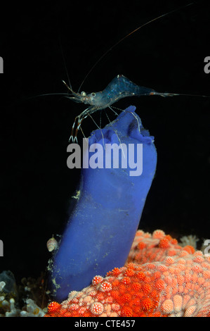 Gamberi su blu Club Sea Squirt, Urocaridella sp., Rhopalaea sp., Komodo, Indonesia Foto Stock