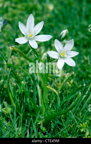 Stella di Betlemme Ornithogalum angustifolium (Liliaceae) Foto Stock