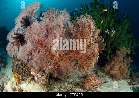 Seafan gigante in Coral Reef, Melithaea sp., Komodo, Indonesia Foto Stock