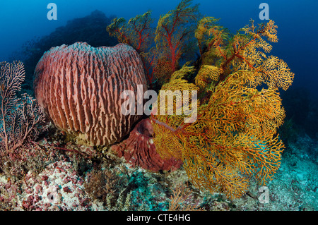 Colorata Barriera Corallina, Komodo, Indonesia Foto Stock