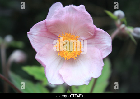 Settembre fascino (Anemone japonica) Foto Stock