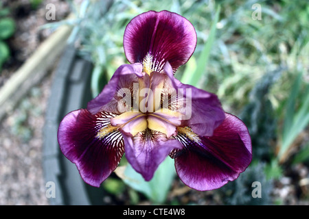 Barbuto Iris (Fleur de Lis) Foto Stock