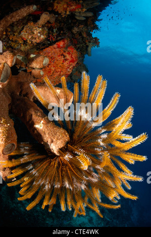 Stelle piuma in Coral Reef, Comanthina sp., Alor, Indonesia Foto Stock