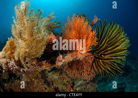 Stelle piuma in Coral Reef, Comanthina sp., Alor, Indonesia Foto Stock