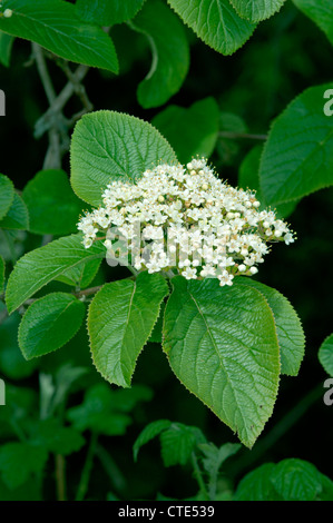 WAYFARING-TREE Viburnum lantana (Caprifoliaceae) Foto Stock
