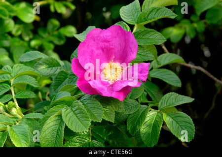 Giapponese rose rosa rugosa (Rosacee) Foto Stock