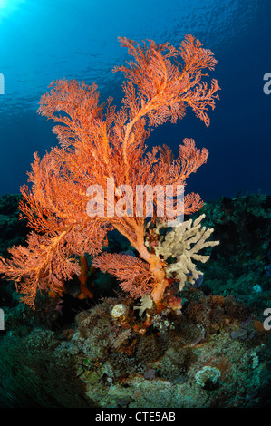 Ventilatore di mare in Coral Reef, Melithaea sp., Alor, Indonesia Foto Stock