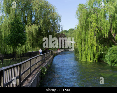 dh River Itchen WINCHESTER HAMPSHIRE persone lungofiume passeggiata sentiero piangendo Willow Tree lungofiume uk City britain Foto Stock