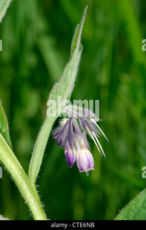 COMFREY RUSSO Symphytum x uplandicum (Boraginaceae) Foto Stock