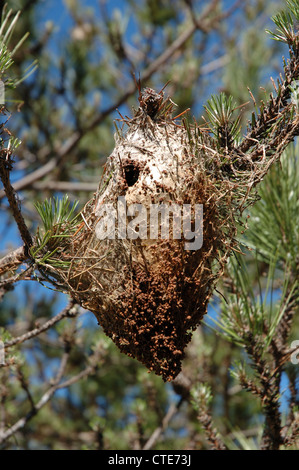 Communal "tenda" abitato da larve di Pine Processionary Moth, Bavella Pass, Corsica, Francia Foto Stock