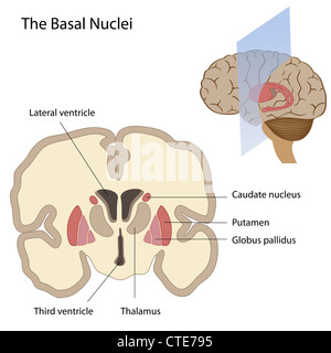 I nuclei basale del cervello Foto Stock