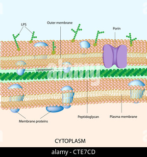 Batteri Gram negativi parete cellulare Foto Stock