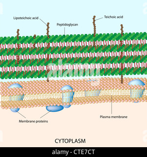 Il gram positivo della parete cellulare batterica Foto Stock