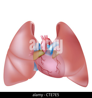 Umani nei polmoni e cuore Foto Stock