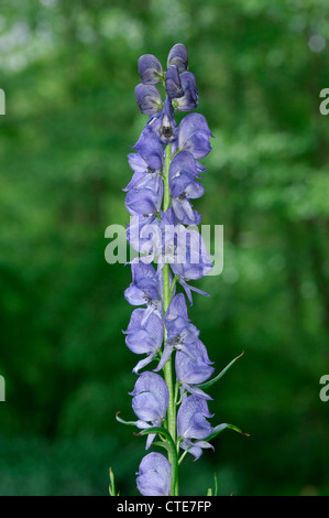 MONK'S-HOOD Aconitum napellus (Ranunculaceae) Foto Stock