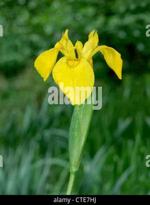 Giallo Iris pseudacorus Iris (Iridaceae) Foto Stock