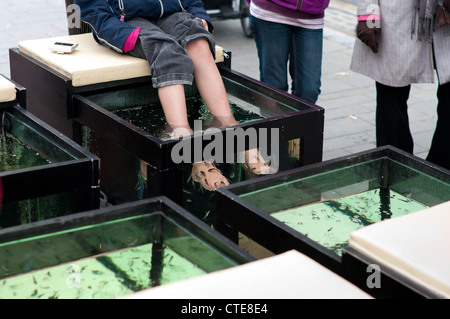 Trattamento di cura della pelle con la garra rufa pesce, chiamato anche doctor fish, nibble di pesce o pesce kangal. Foto Stock