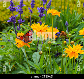 Unione farfalla pavone su tickseed con lavanda Foto Stock