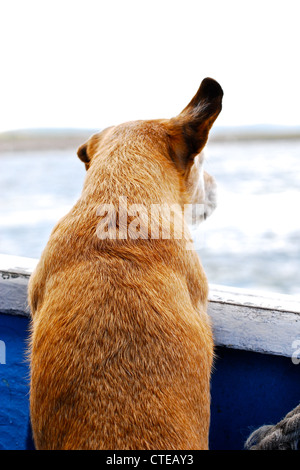 Cane su una barca, orecchio sbattimenti nel vento Foto Stock