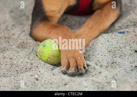 Razza cane con gamba anteriore in appoggio sulla palla da tennis in sabbia Foto Stock