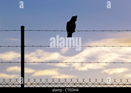 Bird stagliano su un filo contro un azzurro Cielo di tramonto Foto Stock