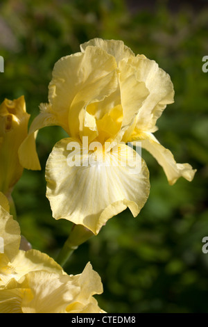 "Moonlight aui' Intermedio Iris barbuto, Skäggiris (Iris germanica) Foto Stock