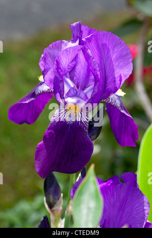"Joanna' alti Iris barbuto, Skäggiris (Iris germanica) Foto Stock