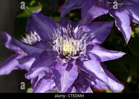 'Multi Blue' inizio a fiore grande gruppo, Klematis (Clematis) Foto Stock