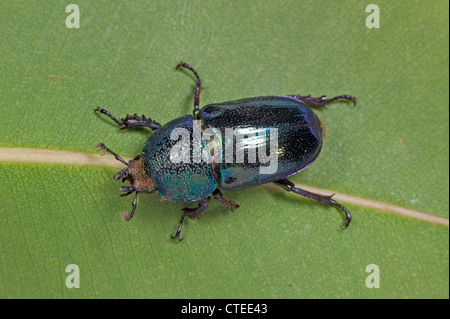 Femmina di golden stag beetle Foto Stock