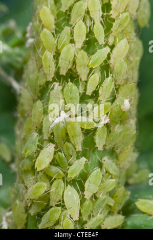 Cluster di green peach afidi su sow thistle Foto Stock