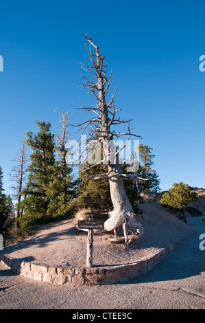 Stati Uniti d'America, Utah, bristlecone pine tree a Bryce punto nel Parco Nazionale di Bryce Canyon. Foto Stock