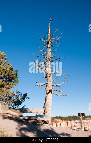 Stati Uniti d'America, Utah, bristlecone pine tree a Bryce punto nel Parco Nazionale di Bryce Canyon. Foto Stock