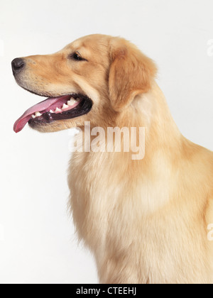 Licenza disponibile all'indirizzo MaximImages.com - Ritratto di un cucciolo Golden Retriever di 4 mesi isolato su sfondo bianco Foto Stock