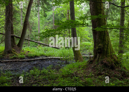 Bordo di alder-carr stand ad umido della foresta di Bialowieza con il vecchio albero di tiglio in primo piano Foto Stock