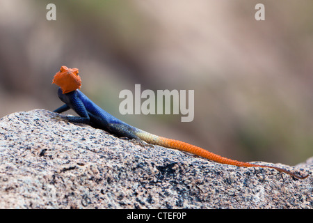 Maschio Agama comune, Agama AGAMA SA, Brandberg, Erongo, Namibia Foto Stock