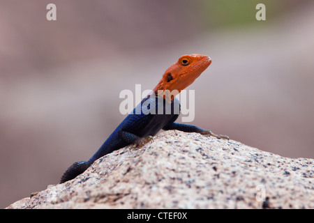 Maschio Agama comune, Agama AGAMA SA, Brandberg, Erongo, Namibia Foto Stock