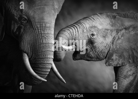 Gli elefanti mostrando affetto (lavorazione artistica) Foto Stock