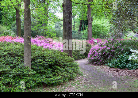 I Rododendri e azalee sono belli in maggio - Isabella Plantation, Richmond Park, Regno Unito Foto Stock