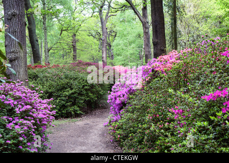 I Rododendri e azalee sono belli in maggio, Isabella Plantation, Richmond Park, Regno Unito Foto Stock