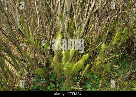 Moss crescente alla base di un woody arbusto con gambo (Euonymus) dopo un inverno umido Foto Stock