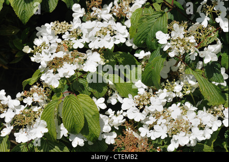 Snowball giapponese bush Viburnum plicatum fiori bianchi su arbusti ornamentali Foto Stock