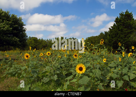 Campo di Susans Black-Eyed Foto Stock