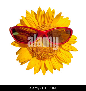 Girasole indossando sunglassed rosso, isolato su bianco Foto Stock